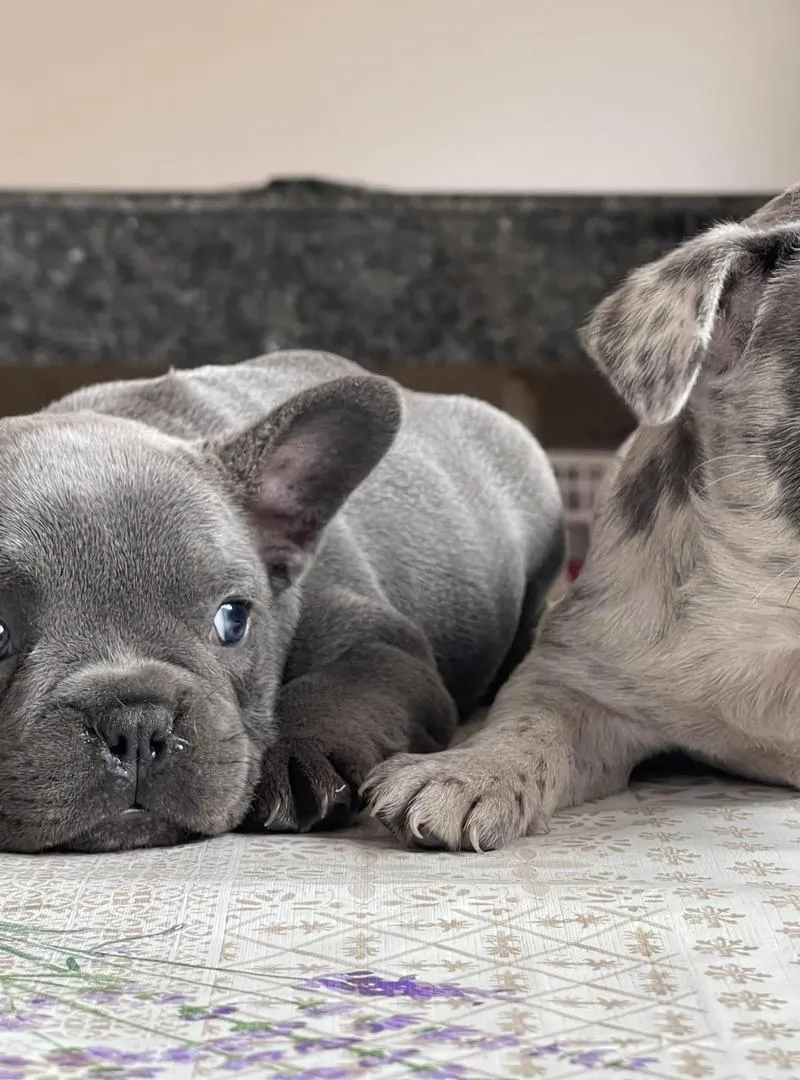 Bulldog français exotique