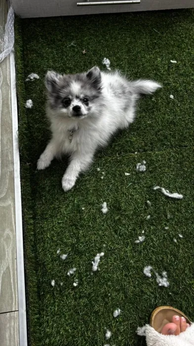 Pomeranian speeds