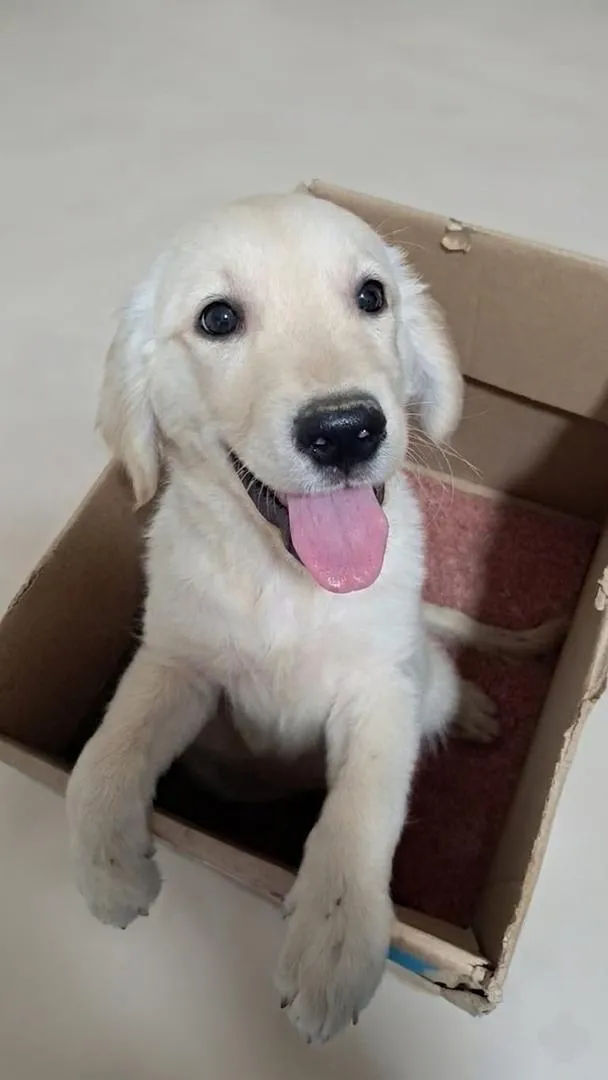 MALE GOLDEN RETRIEVER DE 2 MOIS