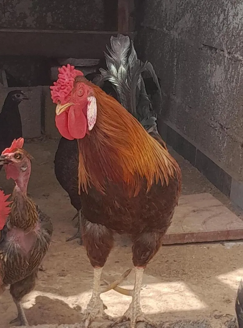 Poulets locaux en liberté à vendre