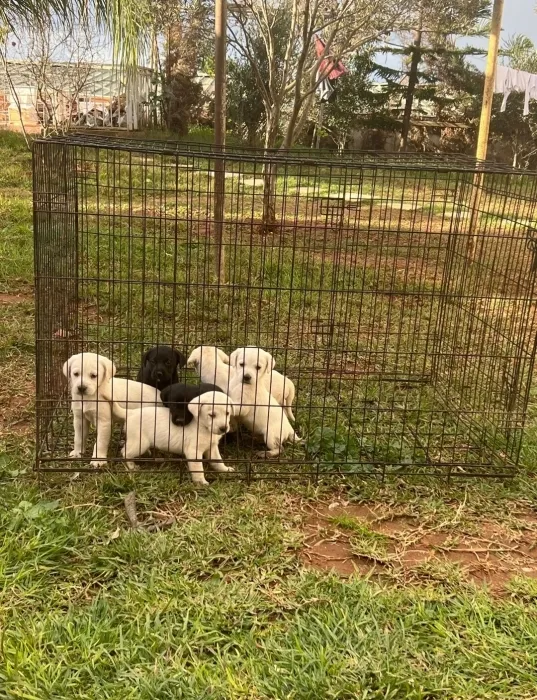 Labrador ✨