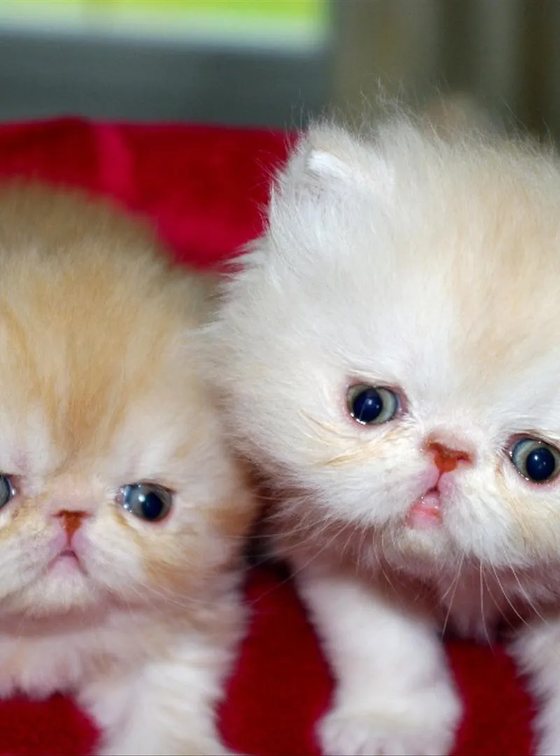Chaton persan race pure