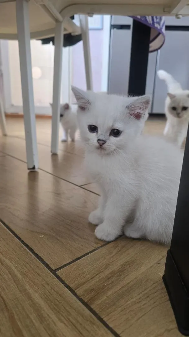 Chatons British Shorthair