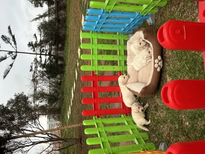 Golden retriever
