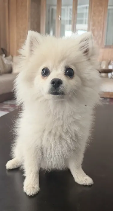 Spitz