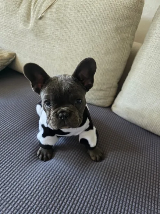 Bulldog français