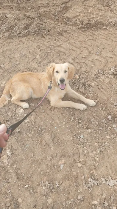 golden retriever