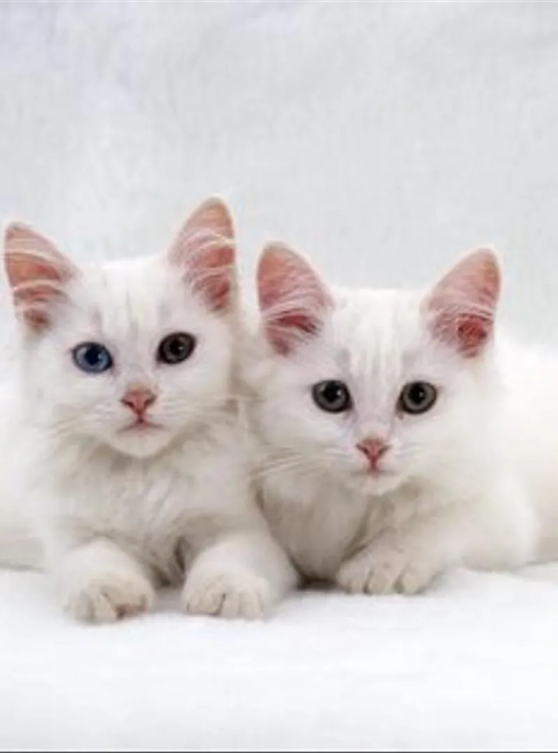 Chaton angora turc de race pure