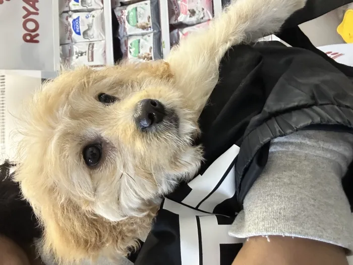 Bichon