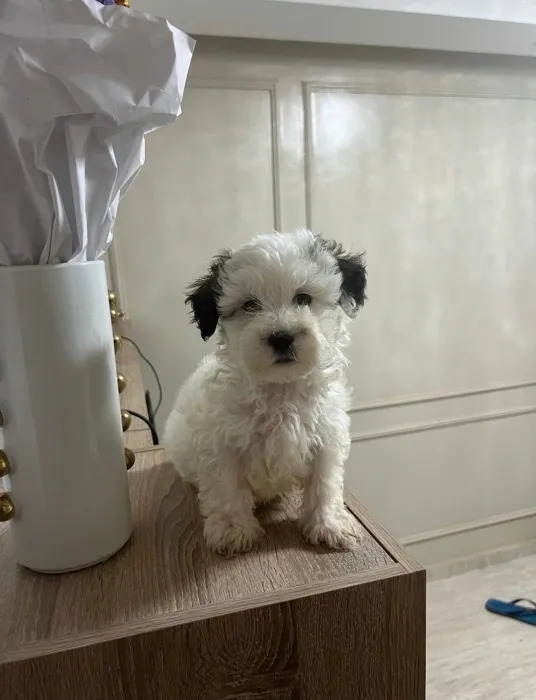 Bichon Havanais 🎊