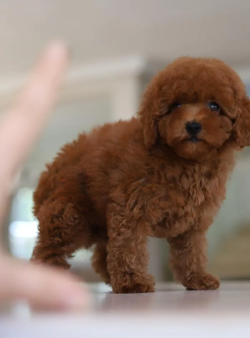 Femelle poodle teacup avec pedigree MKC