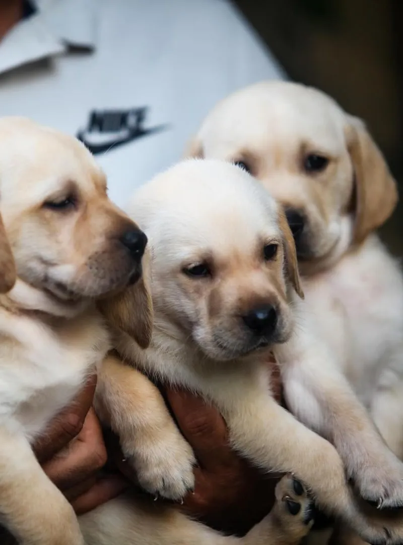 disponible chiots LABRADOR