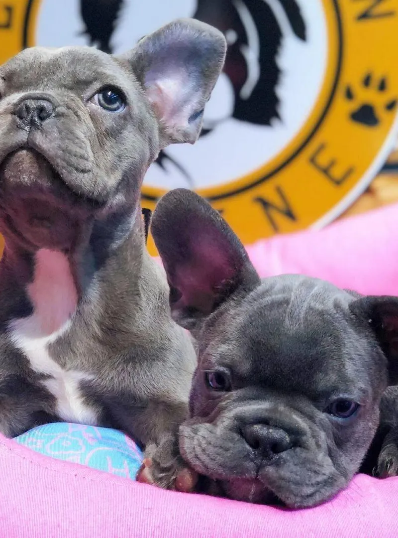 bulldog français bleu Exotic