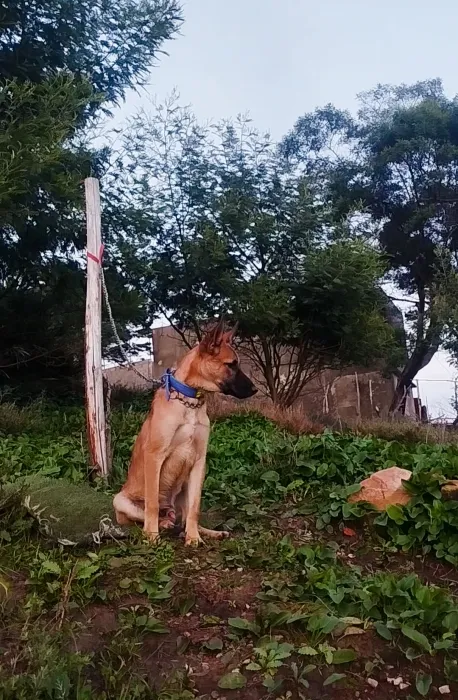 malinois berger belge