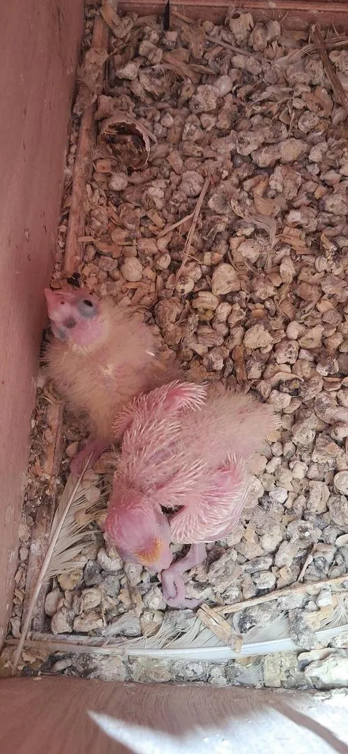 Bébés calopsitte Lutino