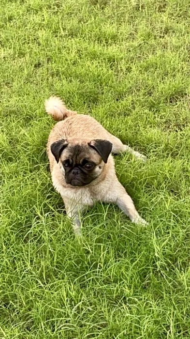 Petit chien de race Carlin