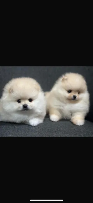 spitz nain