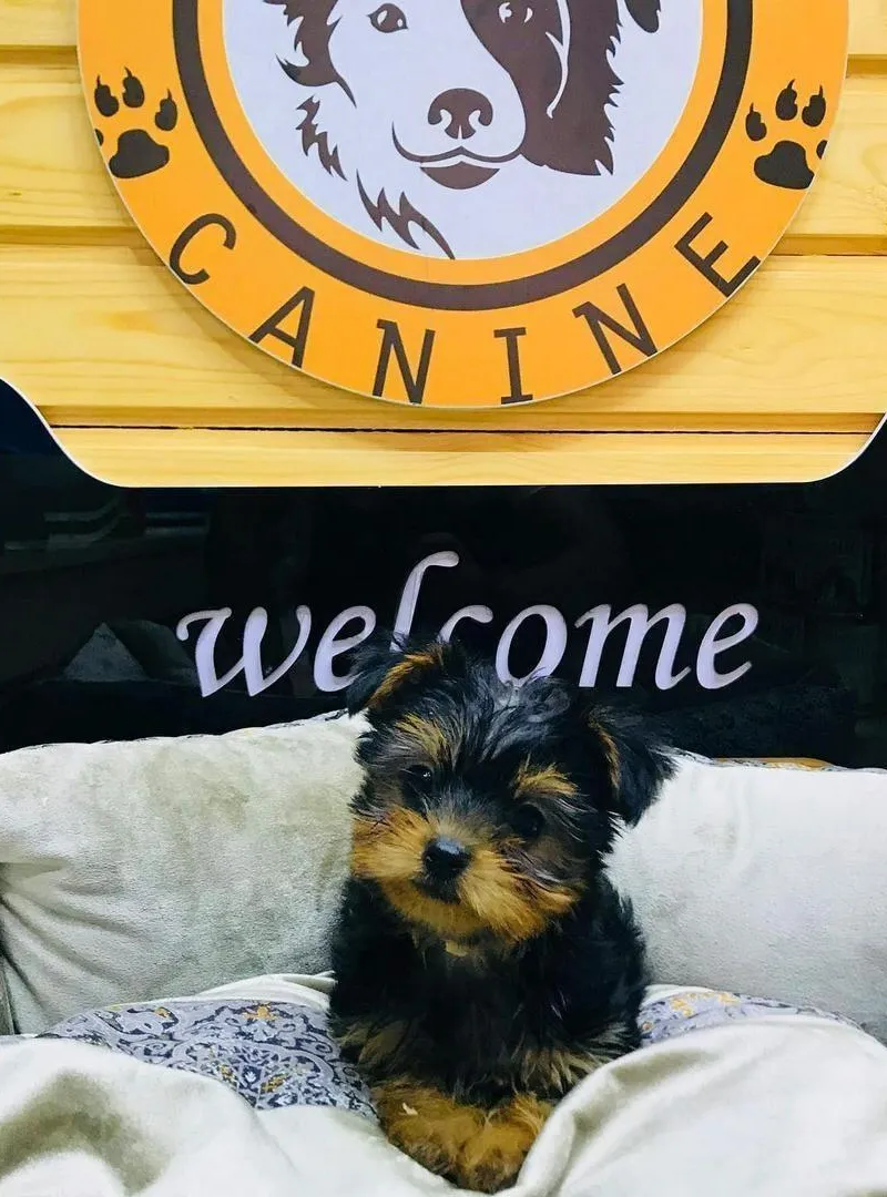 yorkshire toy & terrier