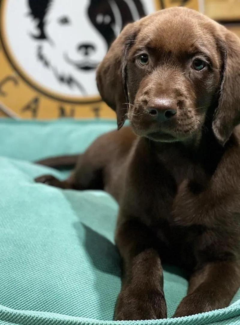 Labrador chocolat
