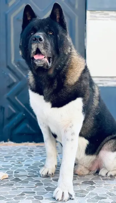 Disp akita américain top d top