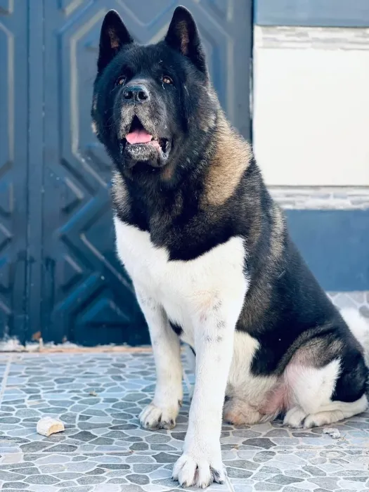 Disp akita américain top d top
