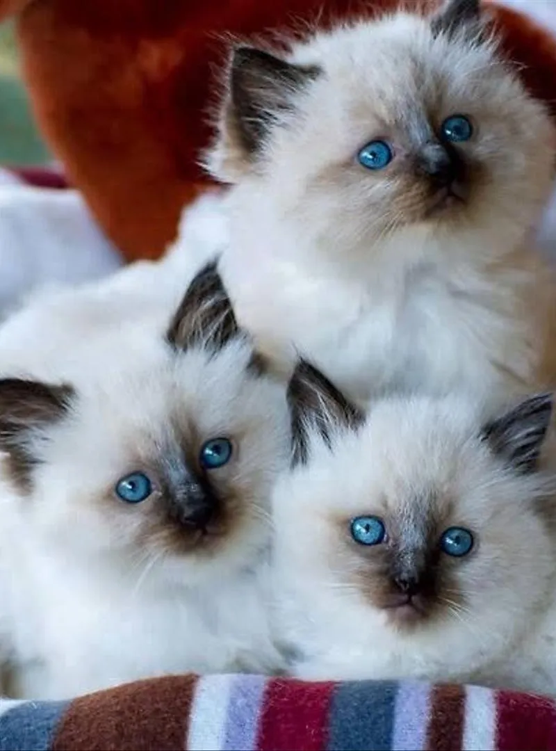 Chaton sacré de birmanie de race pure