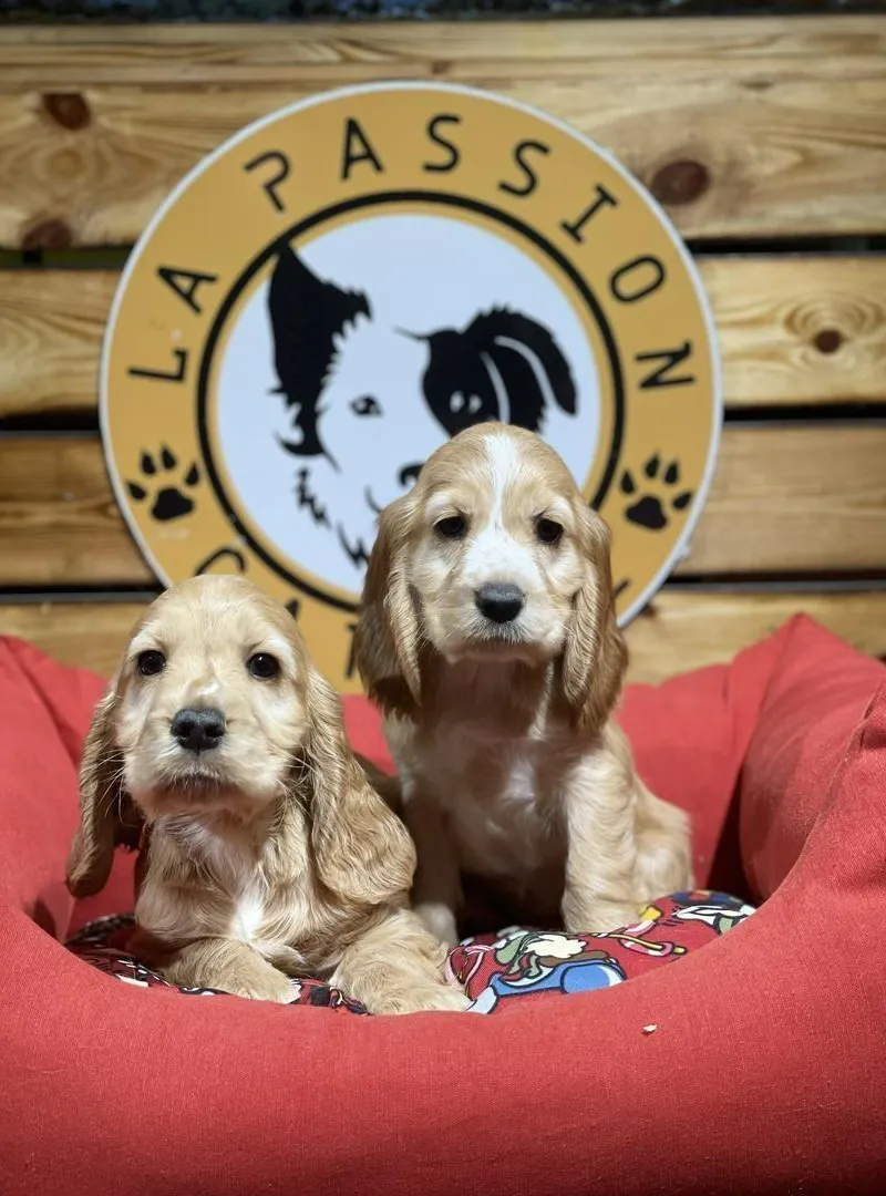 Chiots Cocker