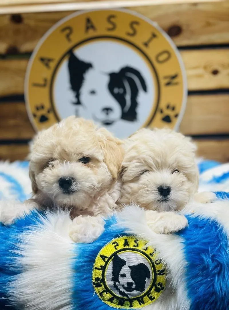 Bichon havanais