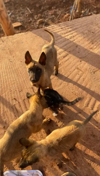 Malinois Belg