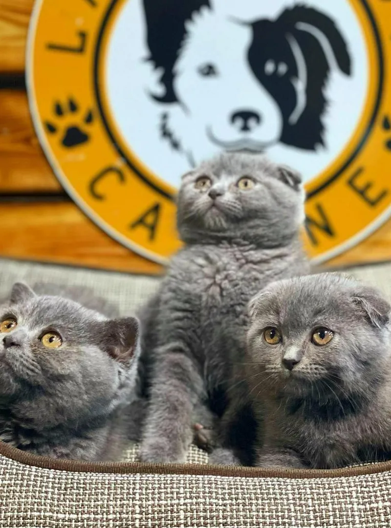 Scottish Fold avec passeport