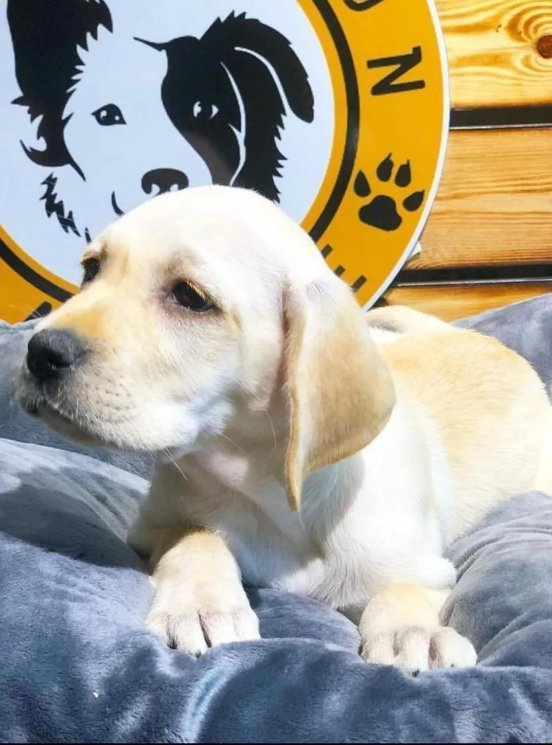 Labrador avec contrat de vente