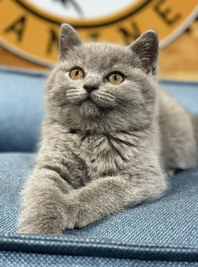 British shorthair