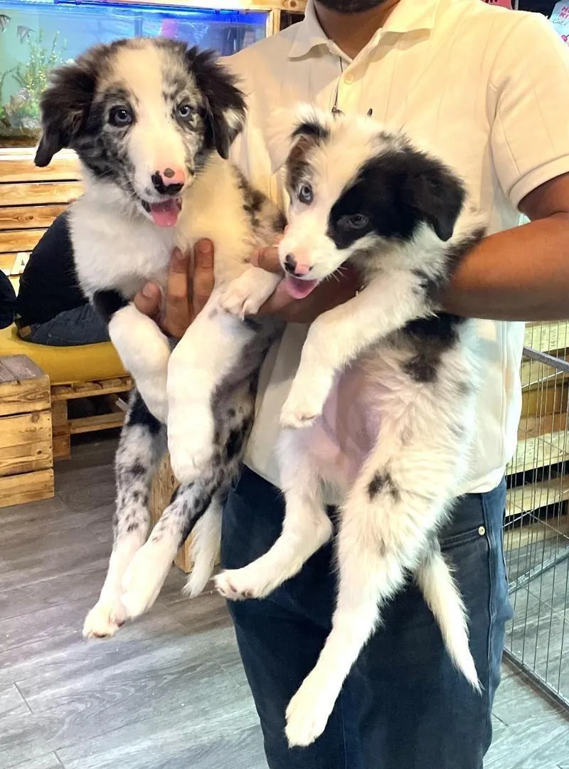 Border collie 2 mois