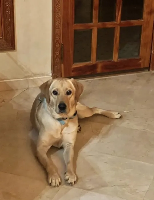 Chien labrador pour adoption