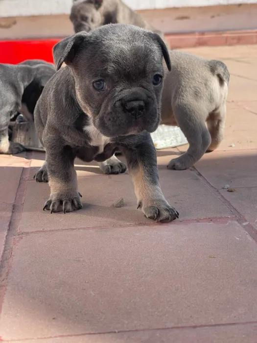 Bulldog francais