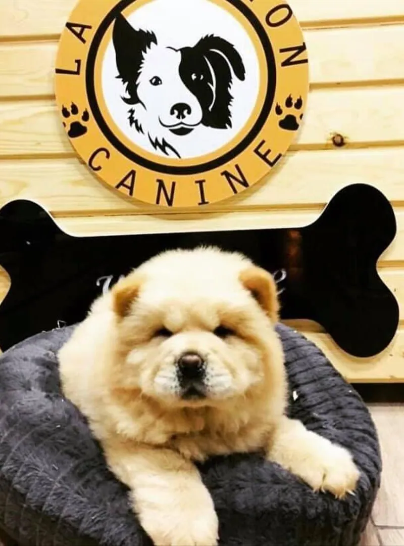 Chow chow pure race
