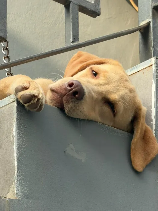 Labrador ✨