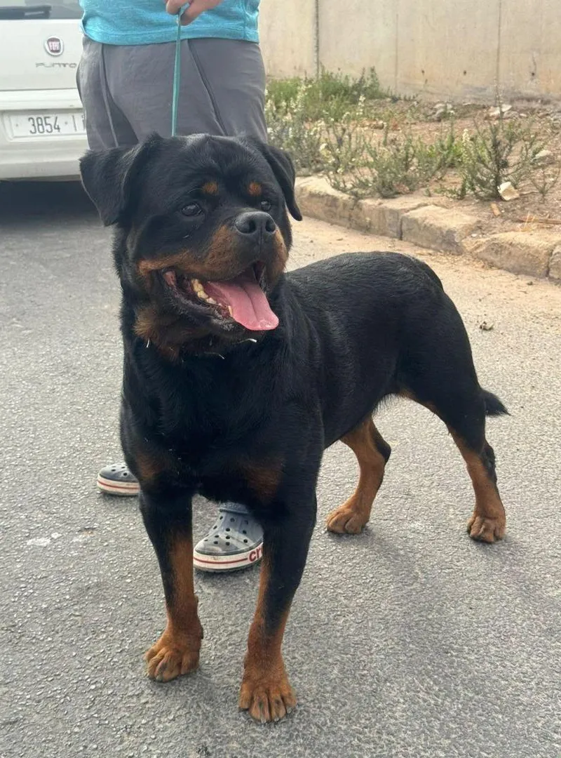 Magnifique rottweiler pure race 18 mois