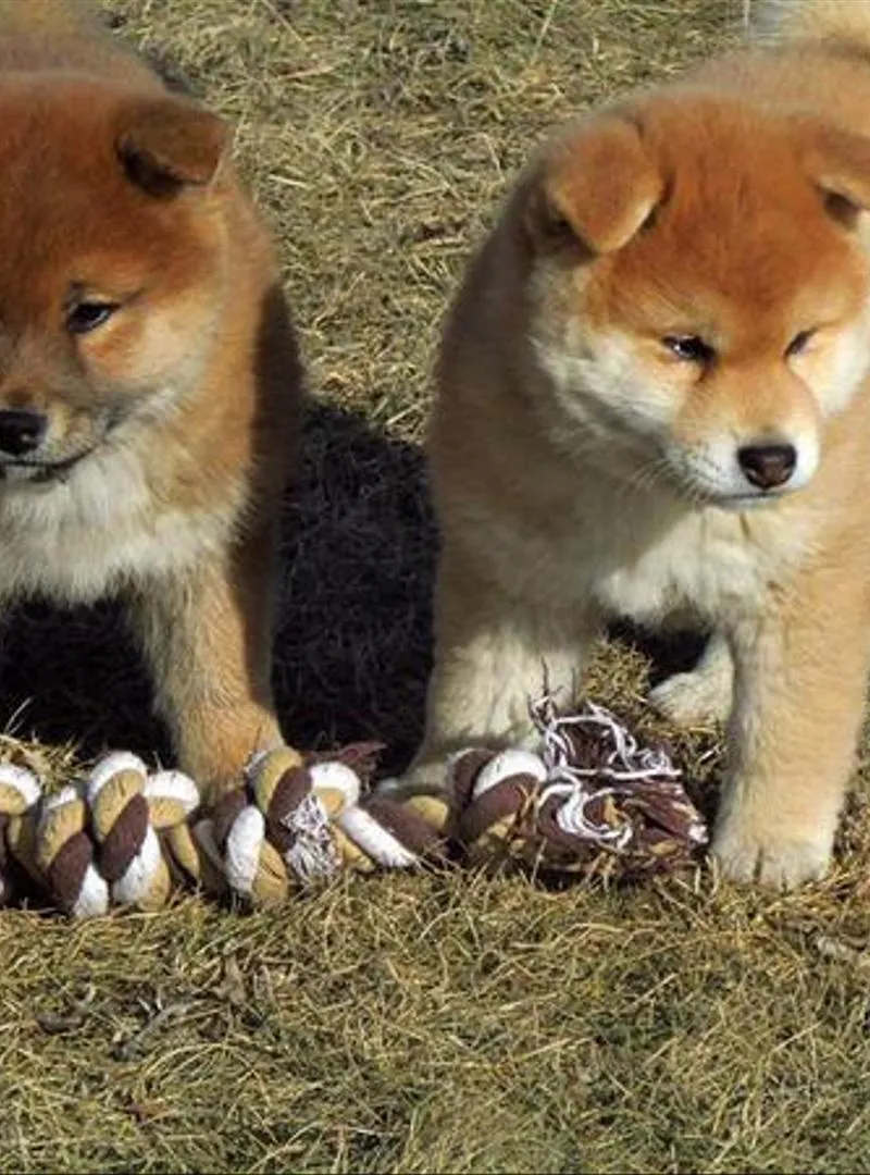 Chiots Akita race pure