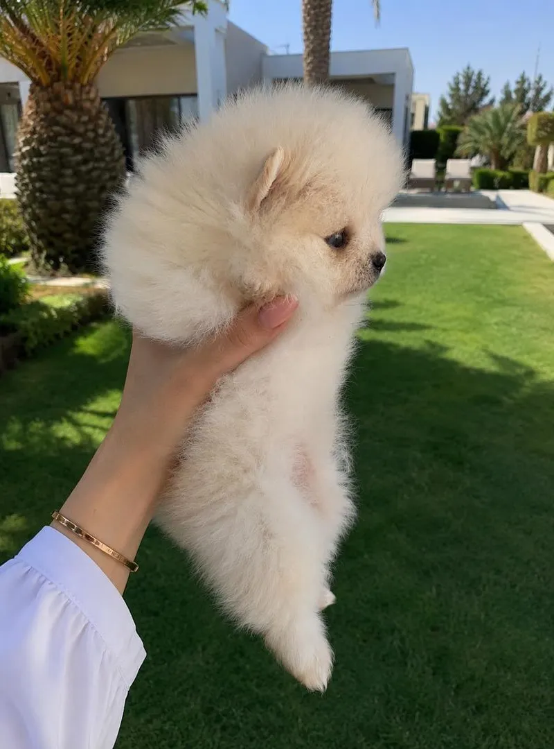 Spitz Pomeranian