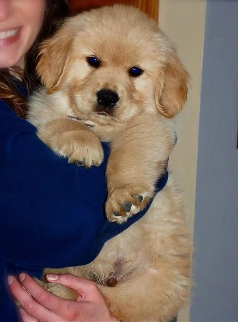 chiots golden retriever de race pure