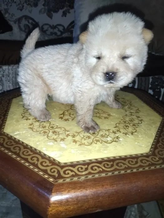 Chow chow