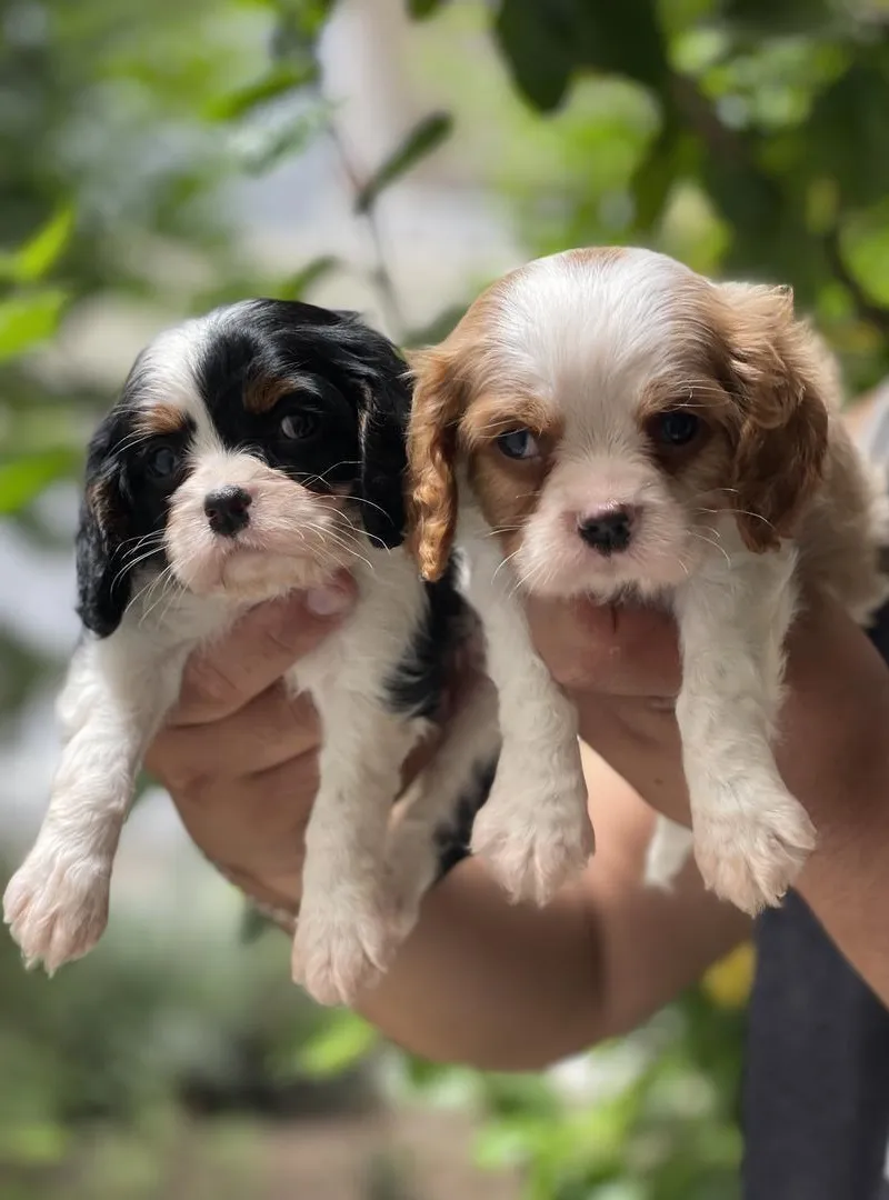 Cavalier king charles