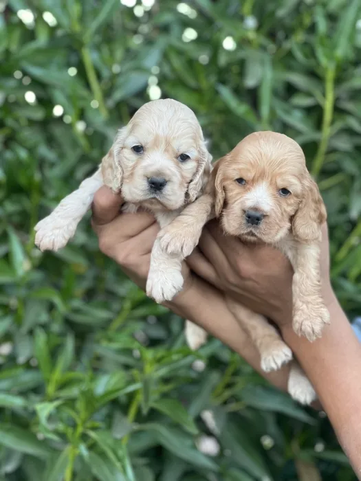 Chiot Cocker