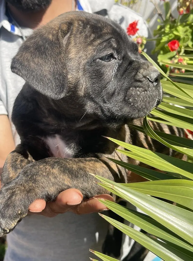 Cane corso mâle tigré