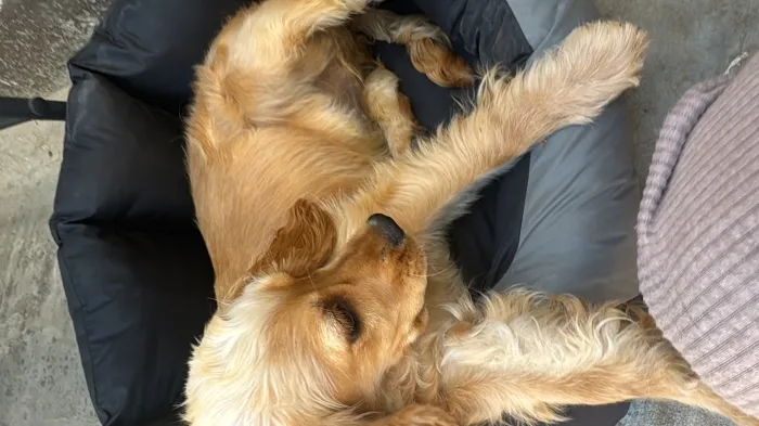 Cocker