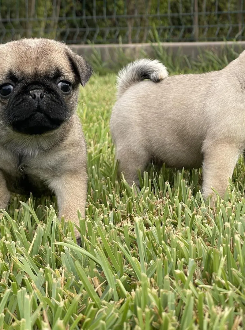 Chiot Carlin Pug
