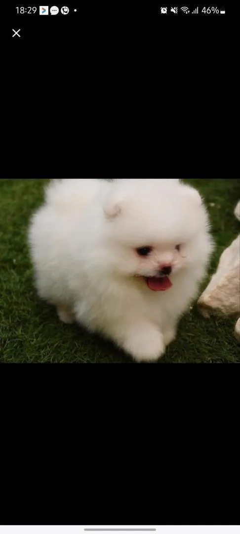 Spitz pomeranian
