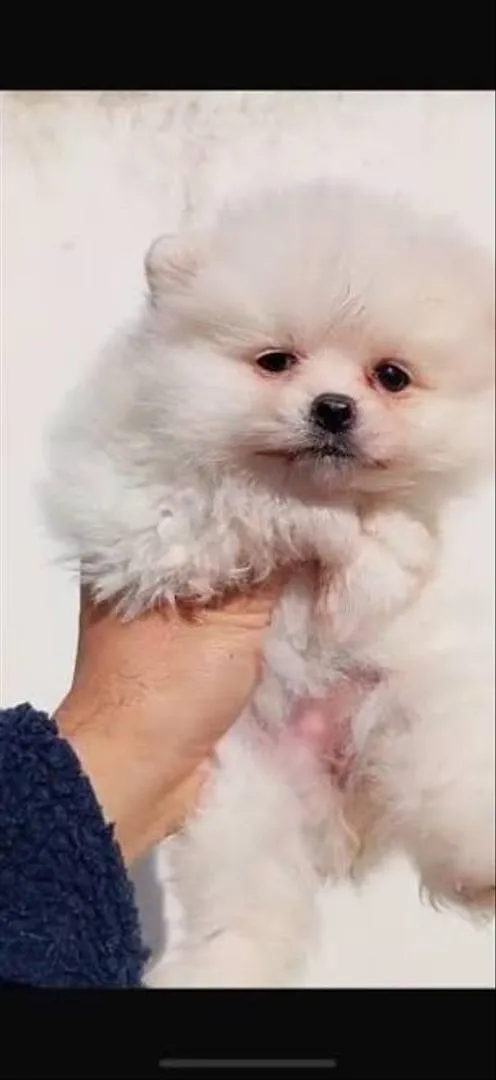 Spitz nain