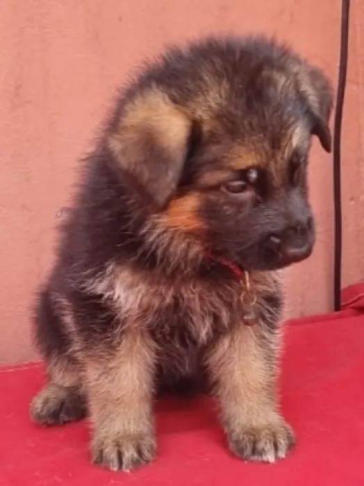 Berger Allemand